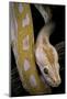 Python Molurus Bivittatus F. Labyrinth Albino-Paul Starosta-Mounted Photographic Print