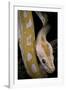 Python Molurus Bivittatus F. Labyrinth Albino-Paul Starosta-Framed Photographic Print