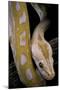 Python Molurus Bivittatus F. Labyrinth Albino-Paul Starosta-Mounted Photographic Print