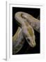 Python Molurus Bivittatus F. Labyrinth Albino-Paul Starosta-Framed Photographic Print