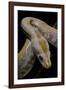 Python Molurus Bivittatus F. Labyrinth Albino-Paul Starosta-Framed Photographic Print