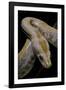 Python Molurus Bivittatus F. Labyrinth Albino-Paul Starosta-Framed Photographic Print