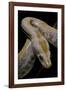 Python Molurus Bivittatus F. Labyrinth Albino-Paul Starosta-Framed Photographic Print