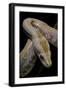 Python Molurus Bivittatus F. Labyrinth Albino-Paul Starosta-Framed Photographic Print