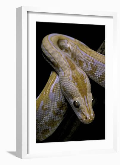 Python Molurus Bivittatus F. Labyrinth Albino-Paul Starosta-Framed Photographic Print