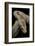 Python Molurus Bivittatus F. Labyrinth Albino-Paul Starosta-Framed Photographic Print