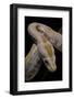 Python Molurus Bivittatus F. Labyrinth Albino-Paul Starosta-Framed Photographic Print