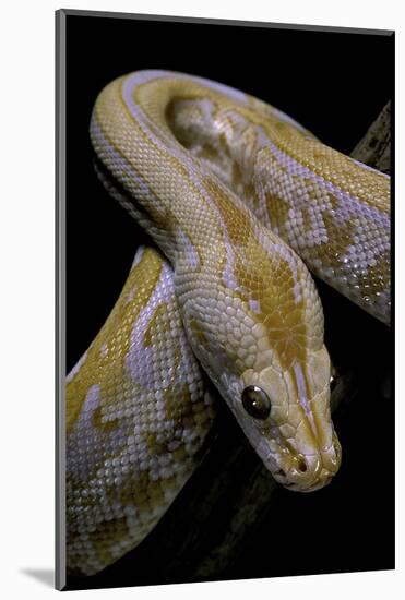 Python Molurus Bivittatus F. Labyrinth Albino-Paul Starosta-Mounted Photographic Print