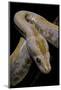Python Molurus Bivittatus F. Labyrinth Albino-Paul Starosta-Mounted Photographic Print