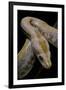 Python Molurus Bivittatus F. Labyrinth Albino-Paul Starosta-Framed Photographic Print