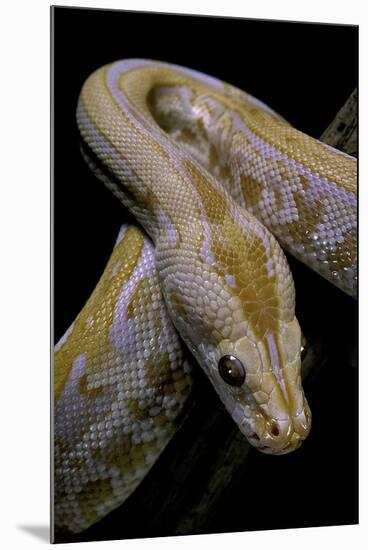 Python Molurus Bivittatus F. Labyrinth Albino-Paul Starosta-Mounted Photographic Print