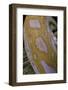 Python Molurus Bivittatus F. Labyrinth Albino-Paul Starosta-Framed Photographic Print