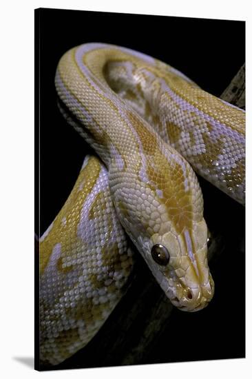 Python Molurus Bivittatus F. Labyrinth Albino-Paul Starosta-Stretched Canvas