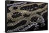 Python Molurus Bivittatus F. Labyrinth-Paul Starosta-Framed Stretched Canvas