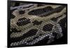 Python Molurus Bivittatus F. Labyrinth-Paul Starosta-Framed Photographic Print