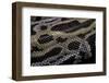 Python Molurus Bivittatus F. Labyrinth-Paul Starosta-Framed Photographic Print