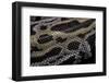 Python Molurus Bivittatus F. Labyrinth-Paul Starosta-Framed Photographic Print