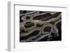 Python Molurus Bivittatus F. Labyrinth-Paul Starosta-Framed Photographic Print