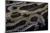 Python Molurus Bivittatus F. Labyrinth-Paul Starosta-Mounted Photographic Print