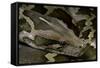 Python Molurus Molurus (Asiatic Rock Python)-Paul Starosta-Framed Stretched Canvas