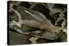 Python Molurus Molurus (Asiatic Rock Python)-Paul Starosta-Stretched Canvas