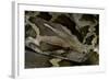 Python Molurus Molurus (Asiatic Rock Python)-Paul Starosta-Framed Photographic Print