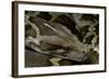 Python Molurus Molurus (Asiatic Rock Python)-Paul Starosta-Framed Photographic Print
