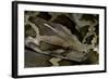 Python Molurus Molurus (Asiatic Rock Python)-Paul Starosta-Framed Photographic Print