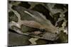 Python Molurus Molurus (Asiatic Rock Python)-Paul Starosta-Mounted Photographic Print