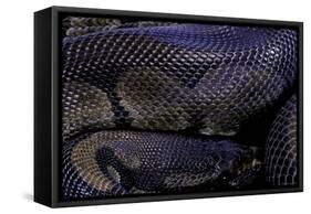 Python Regius F. Melanistic (Royal Python, Ball Python)-Paul Starosta-Framed Stretched Canvas