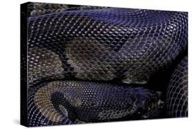 Python Regius F. Melanistic (Royal Python, Ball Python)-Paul Starosta-Stretched Canvas