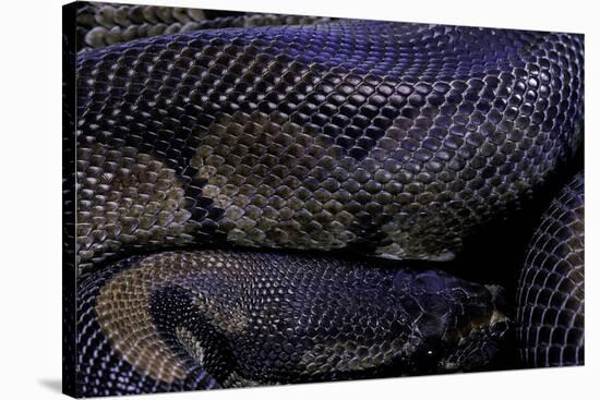 Python Regius F. Melanistic (Royal Python, Ball Python)-Paul Starosta-Stretched Canvas