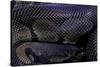 Python Regius F. Melanistic (Royal Python, Ball Python)-Paul Starosta-Stretched Canvas