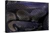 Python Regius F. Melanistic (Royal Python, Ball Python)-Paul Starosta-Stretched Canvas