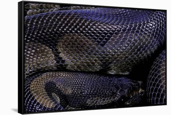 Python Regius F. Melanistic (Royal Python, Ball Python)-Paul Starosta-Framed Stretched Canvas