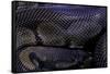 Python Regius F. Melanistic (Royal Python, Ball Python)-Paul Starosta-Framed Stretched Canvas