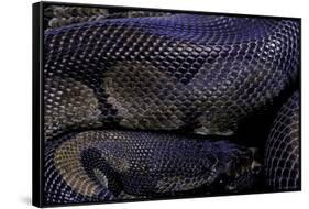 Python Regius F. Melanistic (Royal Python, Ball Python)-Paul Starosta-Framed Stretched Canvas