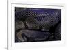 Python Regius F. Melanistic (Royal Python, Ball Python)-Paul Starosta-Framed Photographic Print