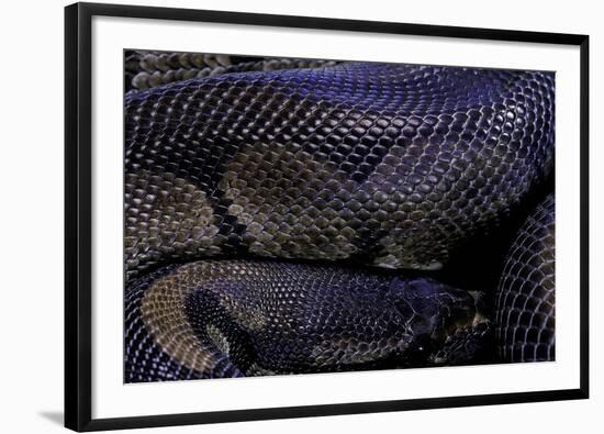 Python Regius F. Melanistic (Royal Python, Ball Python)-Paul Starosta-Framed Photographic Print