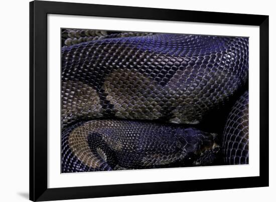 Python Regius F. Melanistic (Royal Python, Ball Python)-Paul Starosta-Framed Photographic Print