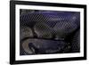 Python Regius F. Melanistic (Royal Python, Ball Python)-Paul Starosta-Framed Photographic Print