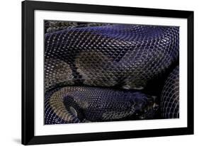 Python Regius F. Melanistic (Royal Python, Ball Python)-Paul Starosta-Framed Photographic Print