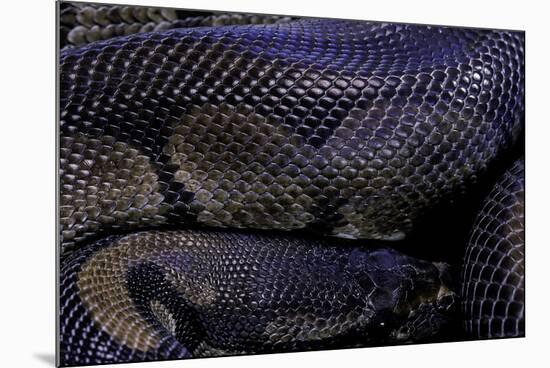 Python Regius F. Melanistic (Royal Python, Ball Python)-Paul Starosta-Mounted Photographic Print