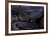 Python Regius F. Melanistic (Royal Python, Ball Python)-Paul Starosta-Framed Photographic Print