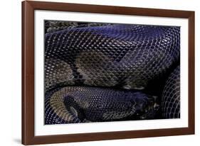 Python Regius F. Melanistic (Royal Python, Ball Python)-Paul Starosta-Framed Photographic Print