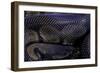 Python Regius F. Melanistic (Royal Python, Ball Python)-Paul Starosta-Framed Photographic Print