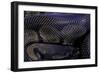 Python Regius F. Melanistic (Royal Python, Ball Python)-Paul Starosta-Framed Photographic Print