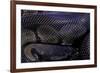 Python Regius F. Melanistic (Royal Python, Ball Python)-Paul Starosta-Framed Photographic Print