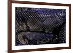 Python Regius F. Melanistic (Royal Python, Ball Python)-Paul Starosta-Framed Photographic Print