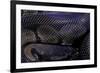 Python Regius F. Melanistic (Royal Python, Ball Python)-Paul Starosta-Framed Photographic Print